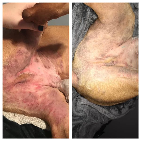 Dog Skin Issues Before and After Photos Using K9Biotics